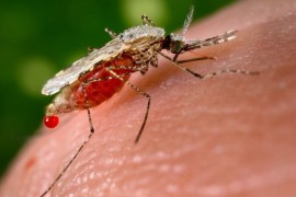 Invazivni komarci povezan s novim epidemijama malarije
