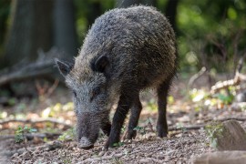 Uhapšen državljanin BiH jer je ilegalno ušao u Hrvatsku i ...
