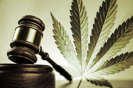 Legalizacija marihuane na glasanju u pet država