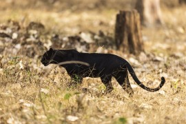 Stanovnici Apatina u panici, uočen crni panter (FOTO)