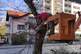 Počela rekonstrukcija drvoreda na Bulevaru vojvode Stepe Stepanovića