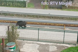 Drama u Maglaju: Divlja svinja upala na magistralu, udarala u auta pa ...
