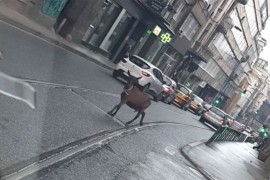 Koza prošetala centrom Sarajeva