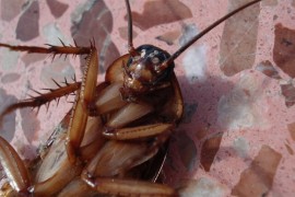 Zauvijek istjerajte insekte iz kuće uz ovih pet stvari