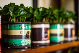Coffea arabica: Savršena biljka za ljubitelje kafe