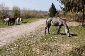 Lipicaneri - ugrožena vrsta za svjetsku baštinu