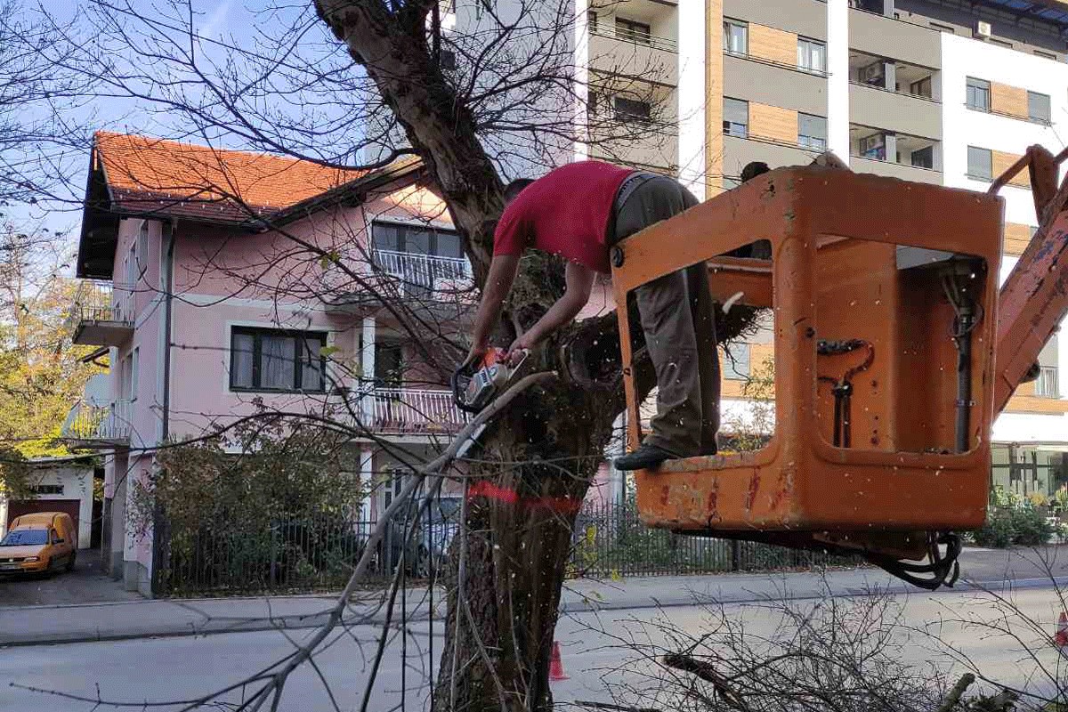 Počela rekonstrukcija drvoreda na Bulevaru vojvode Stepe Stepanovića