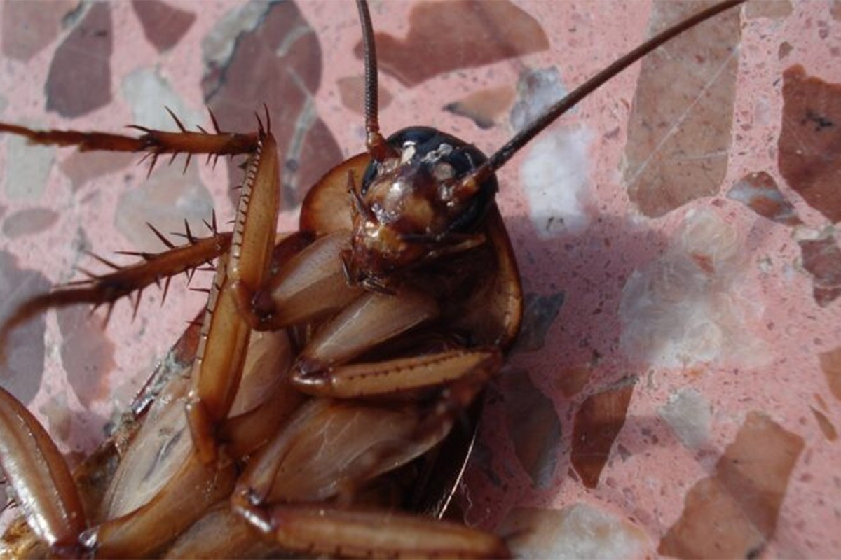 Zauvijek istjerajte insekte iz kuće uz ovih pet stvari