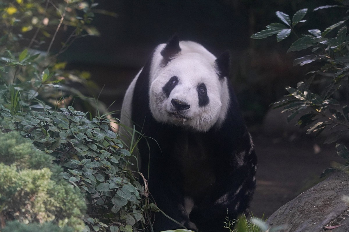 Uginula džinovska panda u Zoo vrtu u Tajpeju
