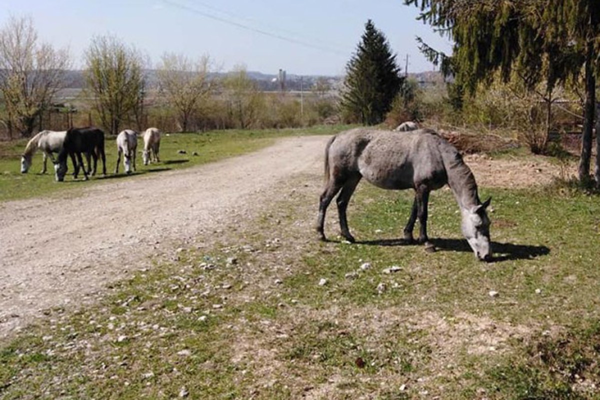 Lipicaneri - ugrožena vrsta za svjetsku baštinu