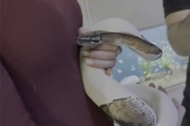 Sarajevsku voditeljku ugrizla zmija (VIDEO)