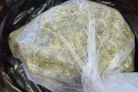 Zaplijenjeno oko 65 kilograma marihuane
