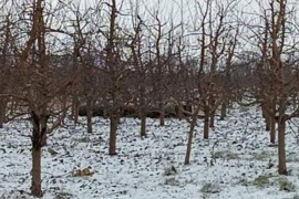 Granična policija pronašla projektil u voćnjaku