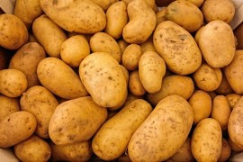 I krompir na meti lopova, ukrali 120 kilograma