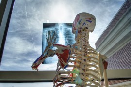 Vic dana: Ispit iz anatomije