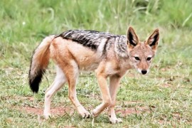 Šakal ušao u kafić i skakao po stolovima, gosti pobjegli