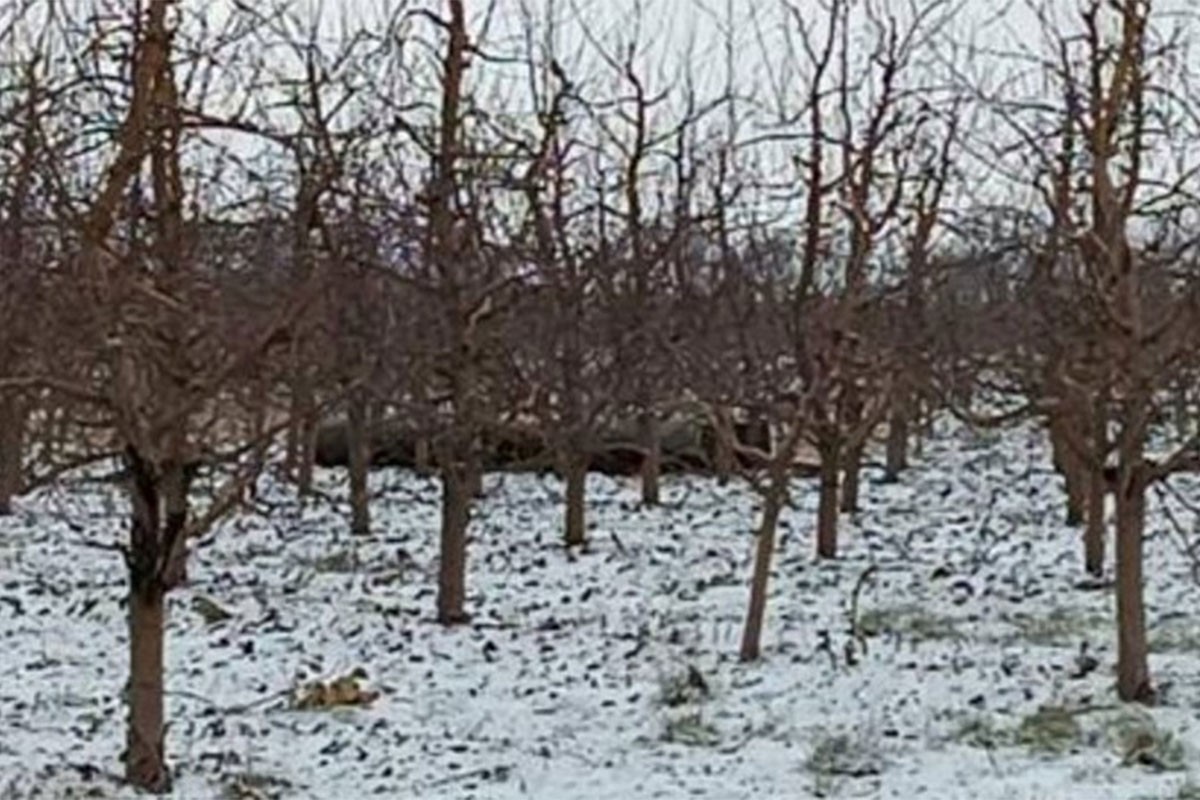 Granična policija pronašla projektil u voćnjaku