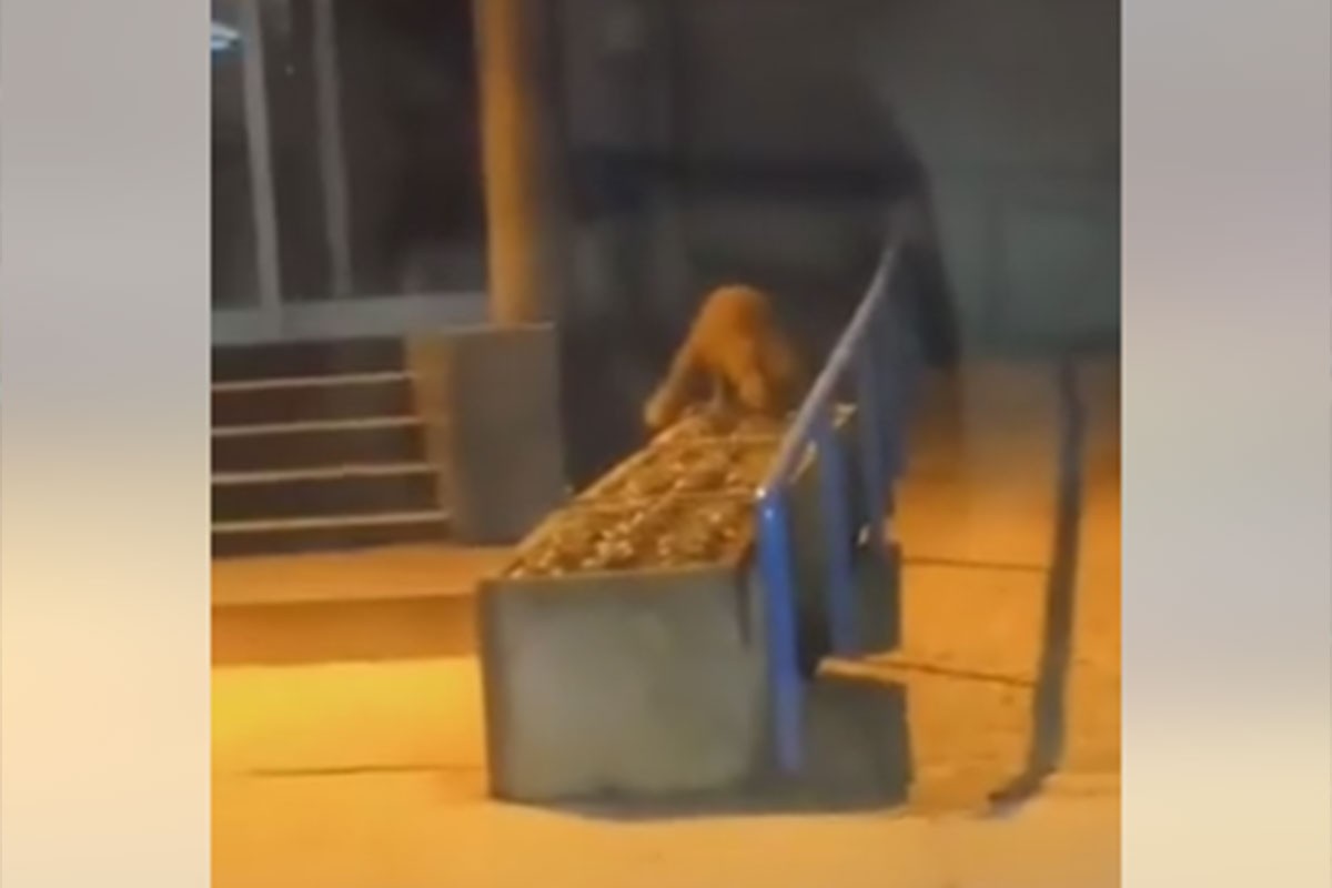 Lisica u Prijedoru "došla po ličnu kartu"