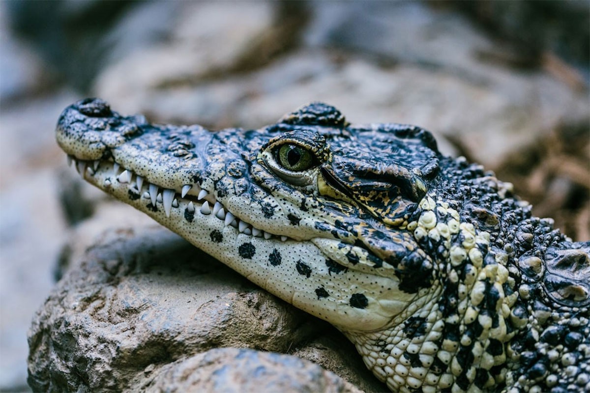 Vic dana: Aligator u parku