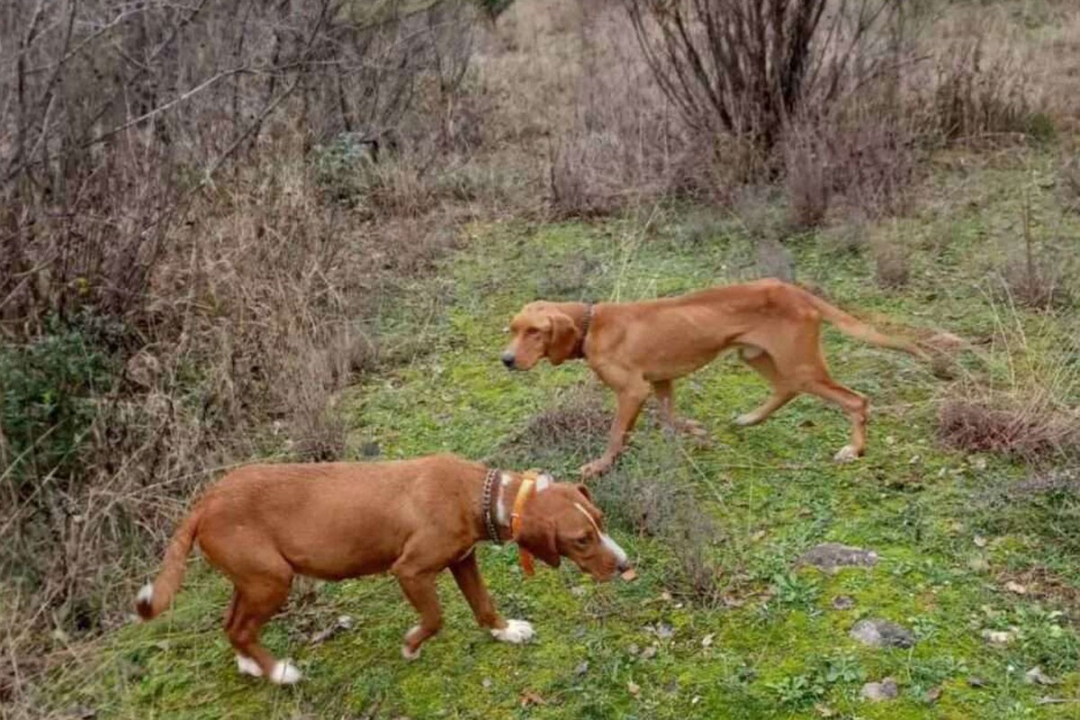 Gorska služba spasavanja spasila pse s litice