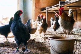 Nova epidemija ptičijeg gripa u Japanu, planirano uništavanje 100.000 ...