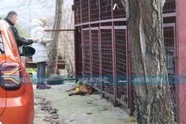 Lovcima dok su bili na sahrani otrovani psi vrijedni više od 20.000 ...