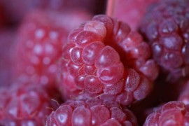 Srbija po proizvodnji malina na trećem mjestu u svijetu