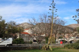 Procvjetala agava "došljakinja" iz dalekog Meksika