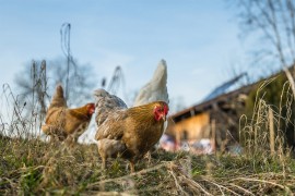Zbog ptičijeg gripa biće uništeno više od 500.000 pilića