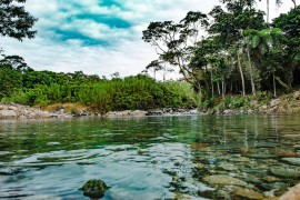 Njemačka ulaže više od 200 miliona evra u zaštitu amazonske prašume