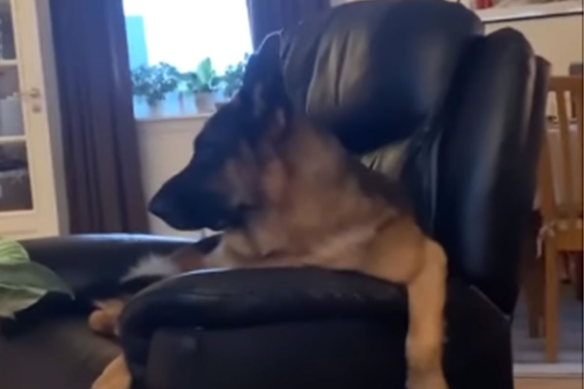 Pogledajte šta je napravio njemački ovčar kad je čuo opersku pjesmu