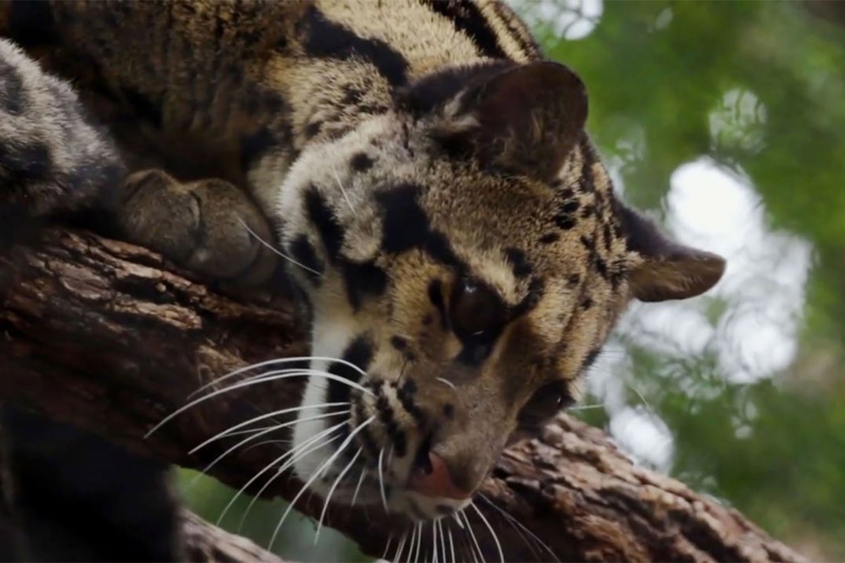 Pronađen leopard koji je pobjegao u Zoo vrtu u Dalasu