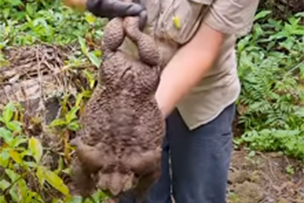 Pronađena morska krastača nevjerovatne veličine (VIDEO)
