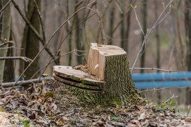 Osumnjičeni za krađu šume: Nasljednicima posječeni hrastovi ...