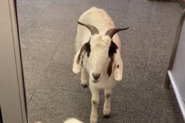 Koze opušteno lutale kroz prodavnicu (FOTO)