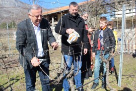 "Podrumi Vukoje 1982": Sunčani Sveti Trifun donosi dobru godinu