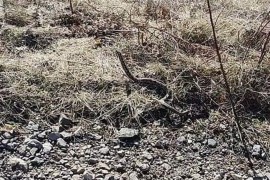 Usred zime naišao na ogromnog poskoka u Bosanskom Petrovcu