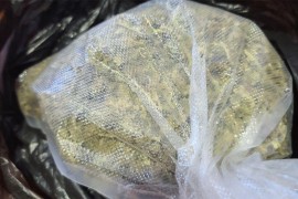 U pretresu pronađeni marihuana i oružje