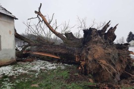 Srušio se hrast koji je bio pod zaštitom države