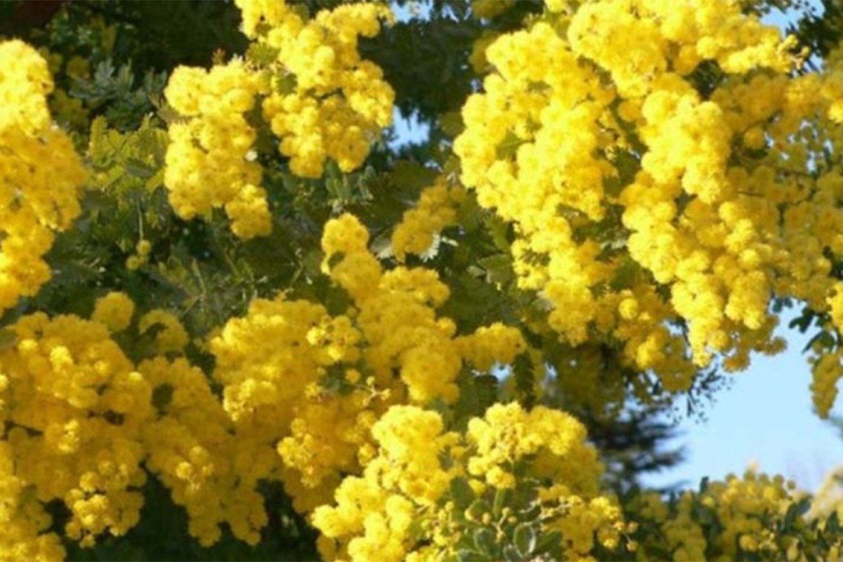 Praznik mimoze narednog vikenda i u Trebinju