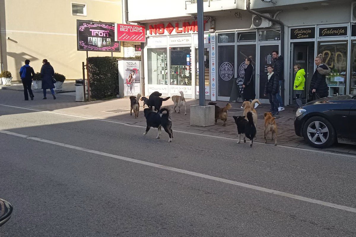 Psi prave probleme građanima i lovcima