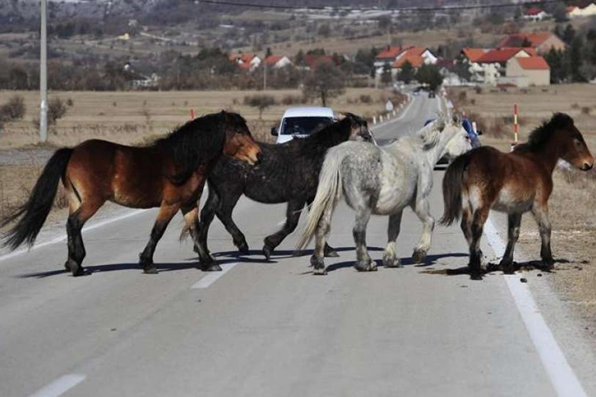 Dvije nezgode u sat vremena, u obje se automobili sudarili sa konjima