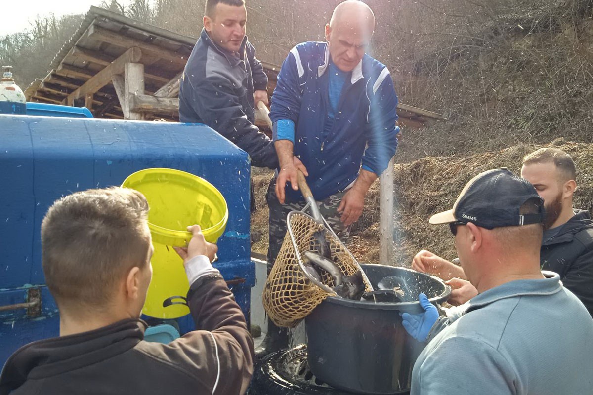 Rijeka Dabar poribljena pastrmkom