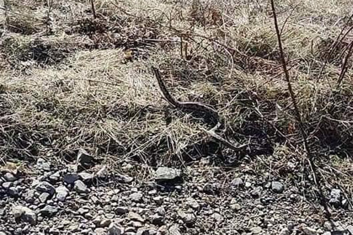 Usred zime naišao na ogromnog poskoka u Bosanskom Petrovcu