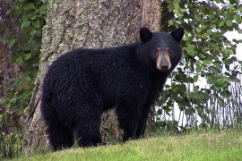 Pet crnih medvjeda spaseno sa ilegalne farme u Vijetnamu