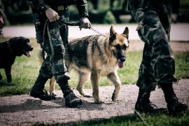 Policijski pas nanjušio stotine grama ekstazija, amfetamina i marihuane
