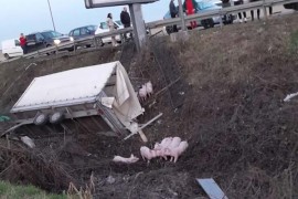 Prijedorska petlja: Prevrnula se prikolica puna prasića