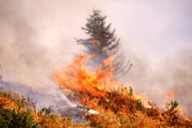 Palila mokro granje benzinom, pa zapalila sebe