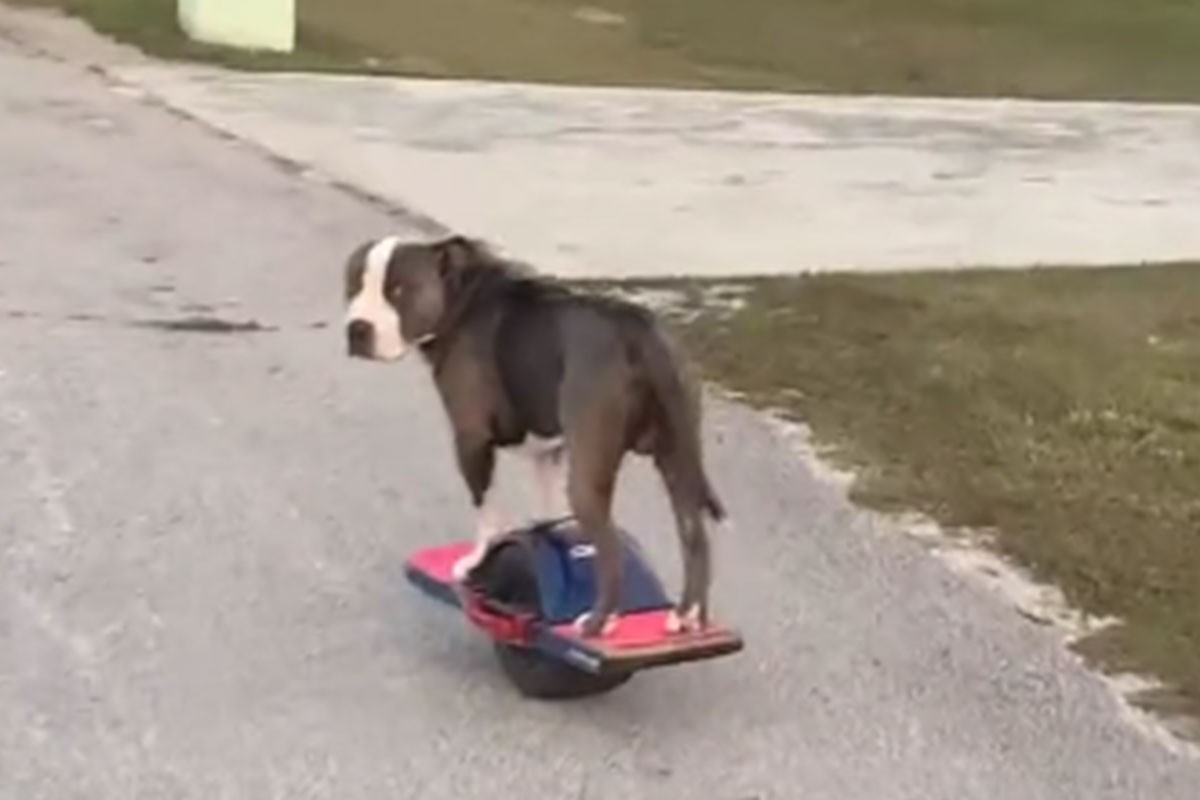 Pas naučio voziti električni skuter (VIDEO)