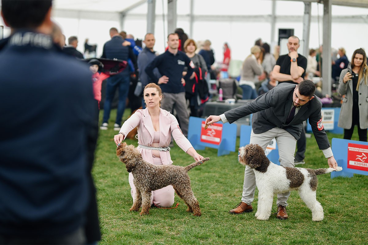 Spektakl za ljubitelje pasa: Održana manifestacija "BL Dog Show 2023"